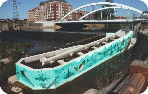 Paso para peces en Burgos